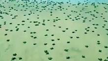 Más de 6.7 millones de tortugas nacen en las costas de Michoacán