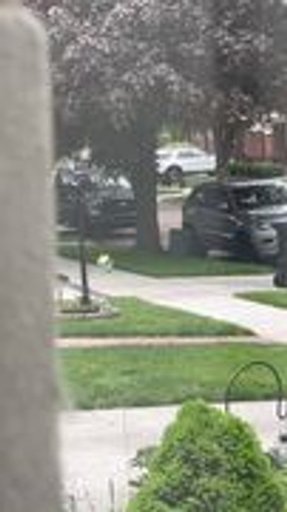 Cat Adorably Runs Toward Woman's Car and Gets Showered With Love
