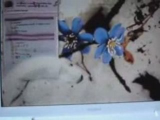 Mac Book Economiseur d'Ecran