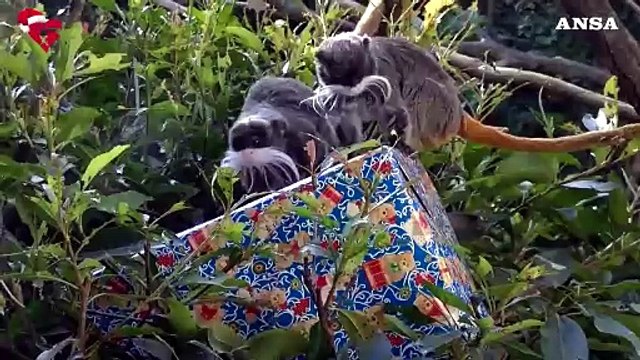 Roma, anche gli animali del Bioparco ricevono i regali di Natale