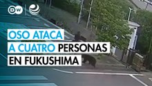 Un oso ataca a cuatro personas en Japón