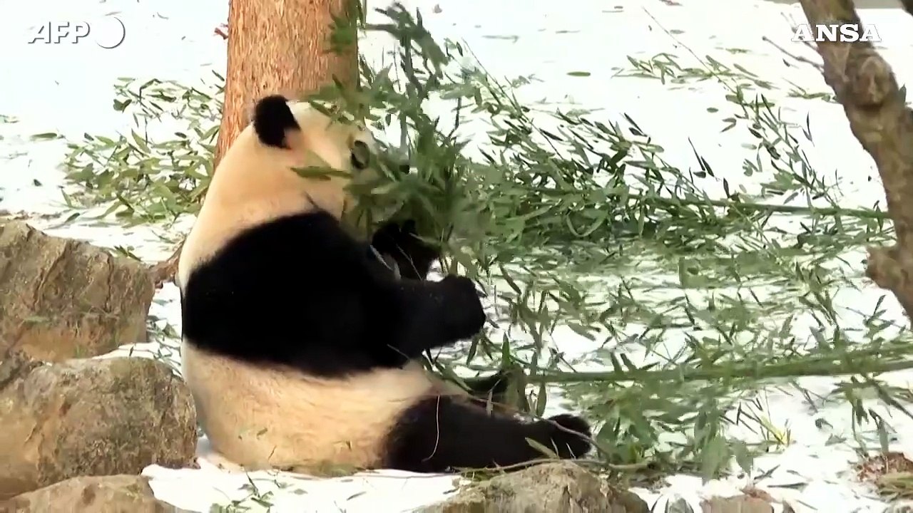 I panda giganti Bao Li e Qing Bao fanno il loro debutto allo zoo di Washington