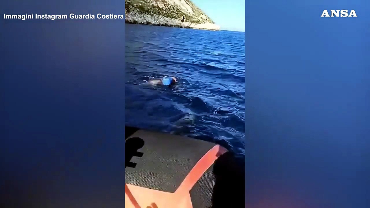 Sicilia, Guardia Costiera libera un cucciolo di delfino rimasto impigliato