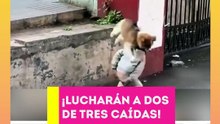¡Lucharán a dos de tres caídas! Perrito sorprende al aplicarle una "llave" de lucha libre a un niño