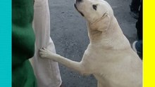 ¡Nivel de persuasión 1000! Perrito consigue un taco gratis usando solo su ternura