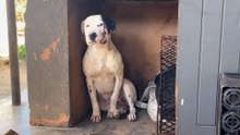 Pittie Bitten By Snake Never Lost Her Sweetness