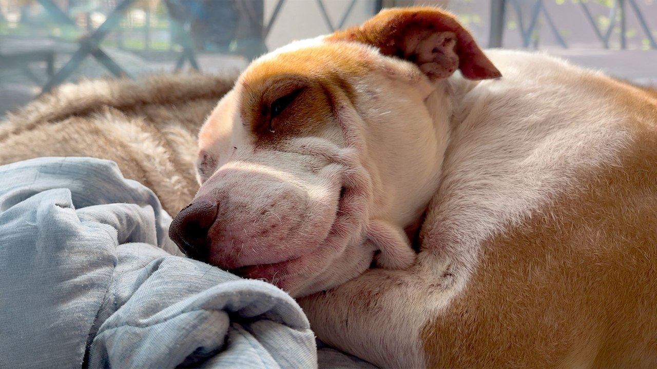 Pittie Covered in Scars Learns How to Show Her Smile