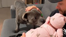 Everyone Warned Mom About Having A Staffy And A Baby