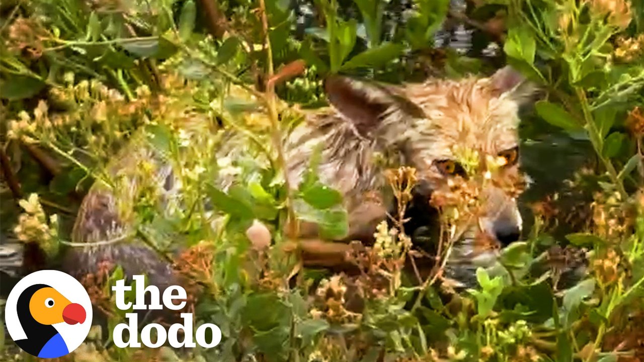 Flooded-Out Fox Gets The Rescue She Desperately Needed