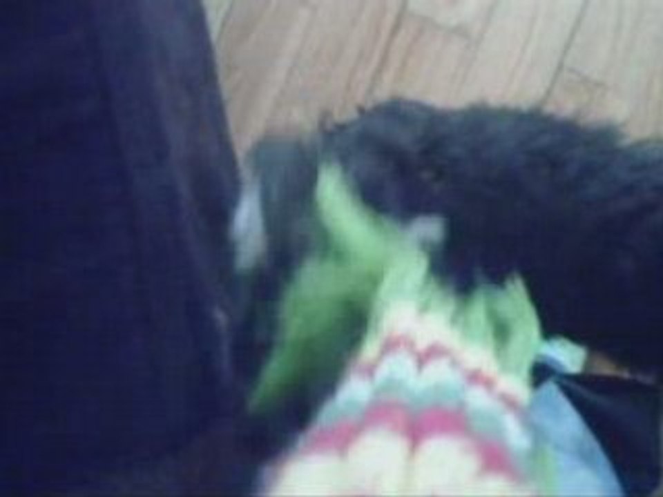 Benji boy