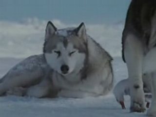 L'esprit de meute ...