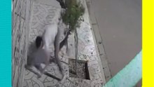 Joven pelea con un árbol y termina derrotado en segundos 😱