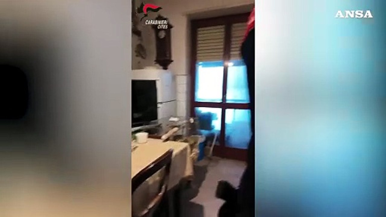 Animali mal tenuti in casa: blitz dei carabinieri a Torino