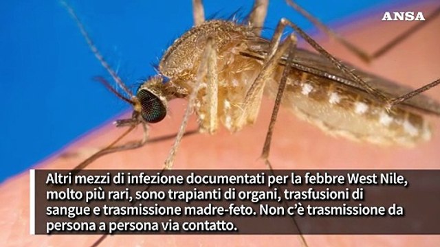 La febbre West Nile, sintomi gravi nell'1% dei casi. Attenzione alle punture di zanzare