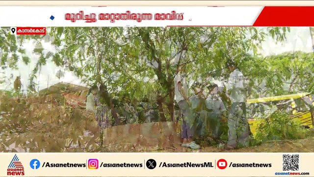 ഇതൊരു അതിജീവന കഥയാണ് മനുഷ്യന്റെയല്ല മാവിന്റെ; സ്കൂൾ കുട്ടികൾക്ക് തണലായി പയസ്വിനി വളരുകയാണ്
