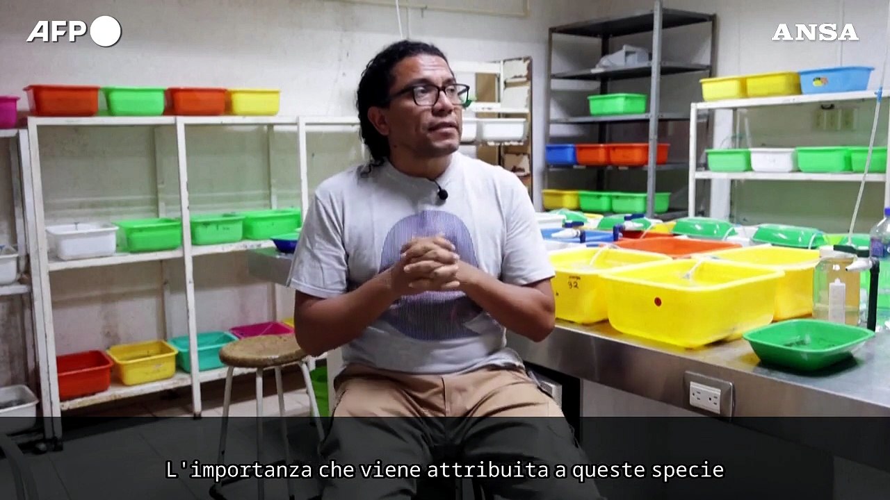 Messico, la sfida di alcuni pescatori per salvare l'"achoque" dall'estinzione