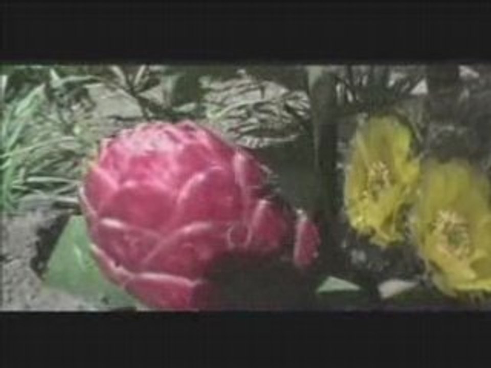 People and Plant