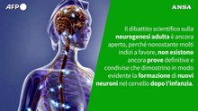 E' vero che nel cervello adulto non si formano piu' nuove cellule?