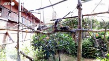 Caldo a Roma, cubetti di ghiaccio per gli animali del Bioparco