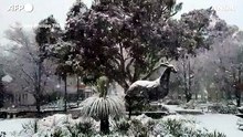 La neve ricopre l'Australia, imbiancato il campus dell'Universita' del New England