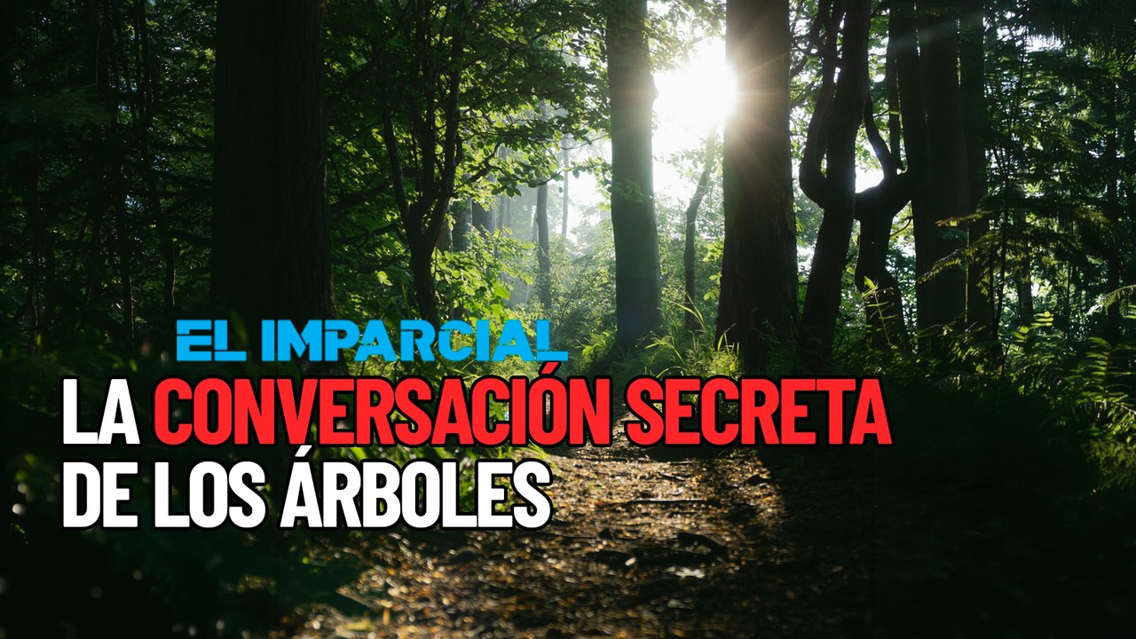 Una red de hongos permite a los árboles compartir señales de sequía