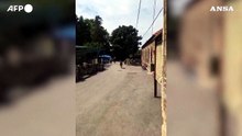 Serbia, zebra in fuga nello zoo di Belgrado