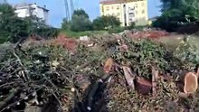 WhatsApp Video 2025-08-14 At 19.29.35