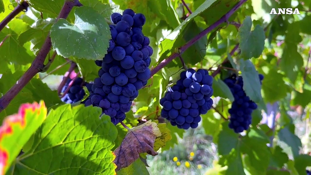+++ DOPPIONE +++ Viticoltura eroica, vigneti a 800 metri di quota sull'Appennino umbro