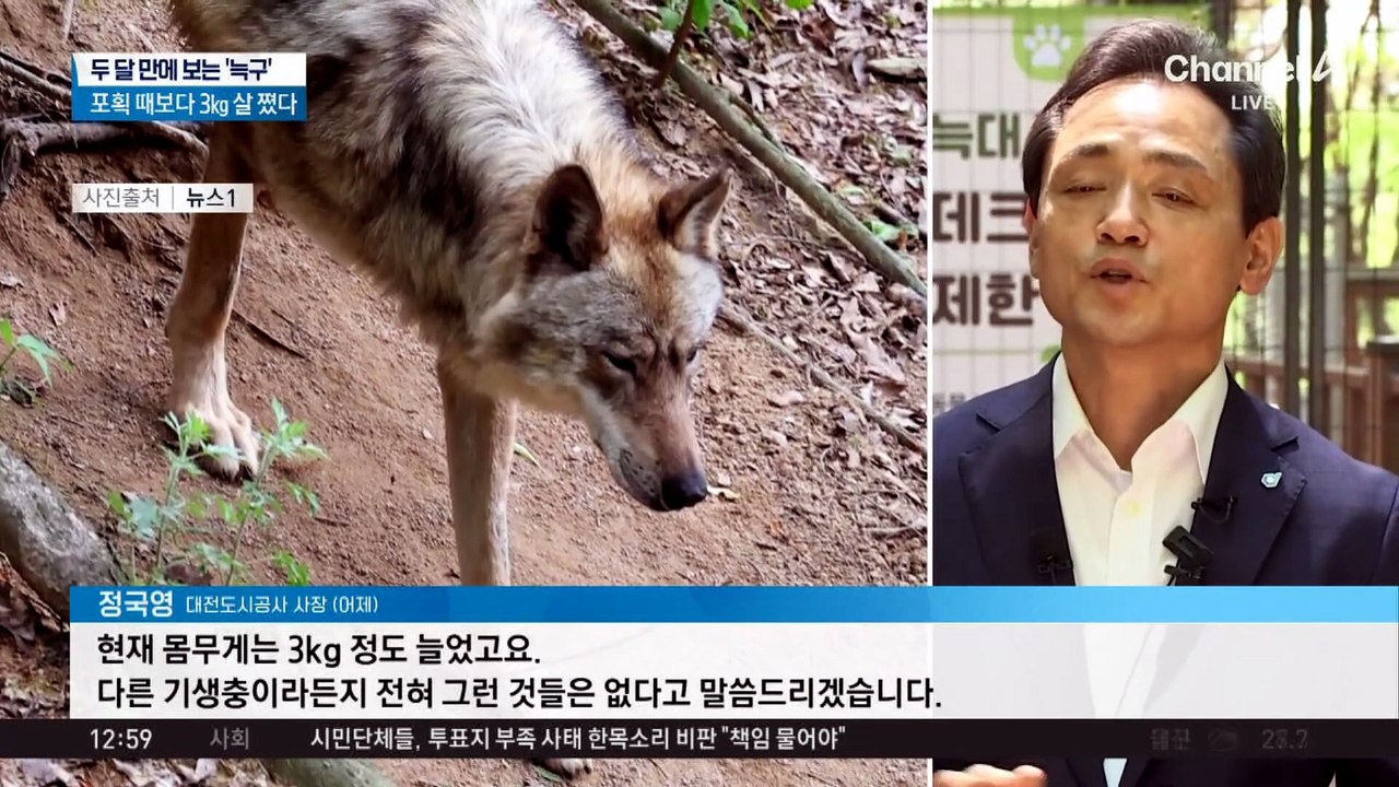 두 달 만에 보는 ‘늑구’…포획 때보다 3㎏ 살쪘다
