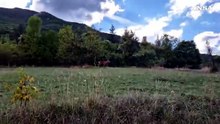 Abruzzo, cominciata la stagione degli amori dei cervi