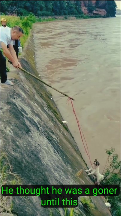 Heart-stopping dog rescue at the river edge! 🐾