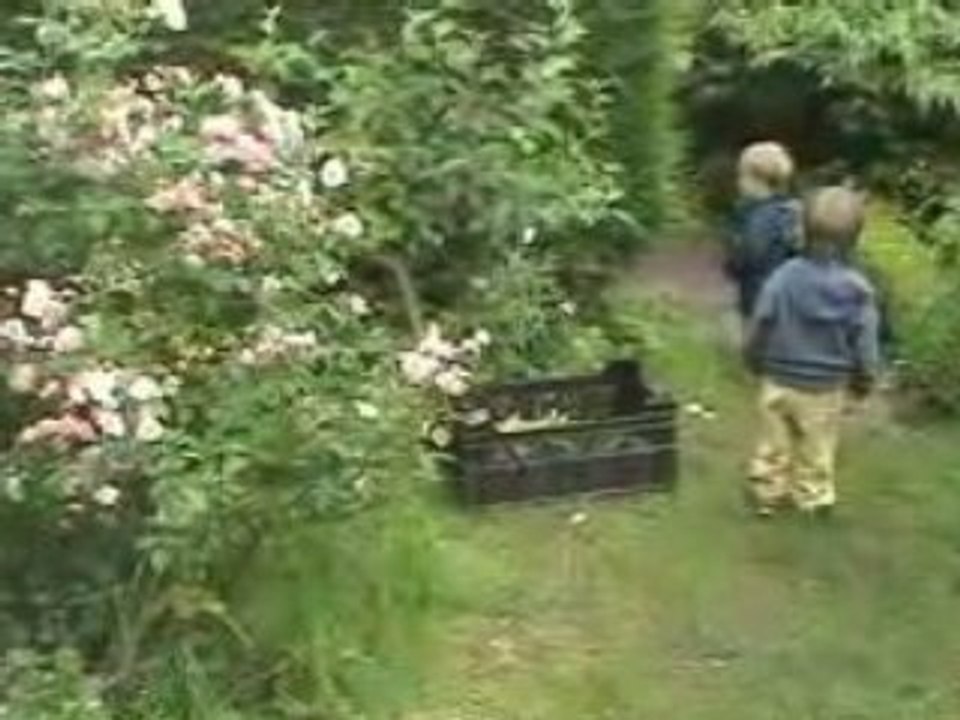 A Lesdain, les Pépinières Foucart ou l'amour des roses