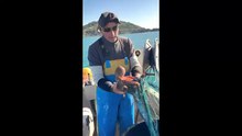 Il polpo divora il granchio blu. "E' il nostro alleato, smettiamo di pescarlo"