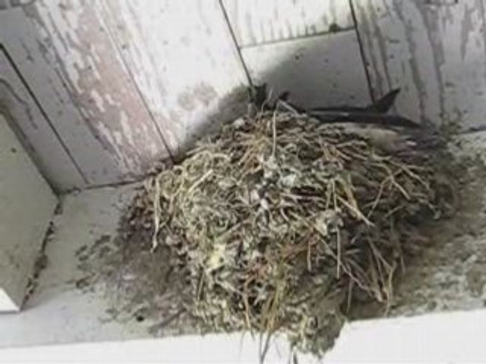 Hirondelles 2008 la becquée