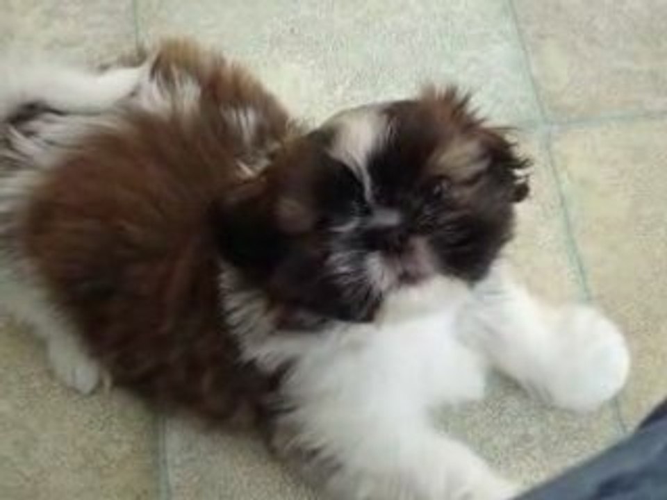 Vidéo 008