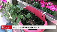 İş yerinin önüne ektiği çiçekler kökünden koparıldı; olay kamerada