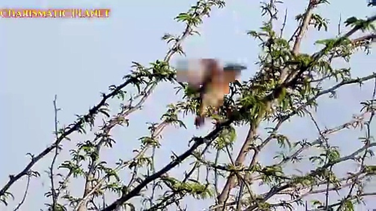 How to Identify the Female Variable Wheatear (Oenanthe picata)