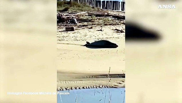 Raro esemplare di foca monaca avvistato nel Ravennate