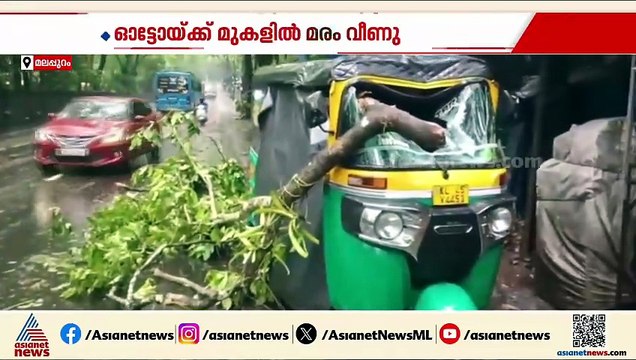 നിലമ്പൂരിൽ ഓടിക്കൊണ്ടിരുന്ന ഓട്ടോയ്ക്ക് മുകളിൽ മരം വീണു; ഡ്രൈവർക്ക് അത്ഭുത രക്ഷ