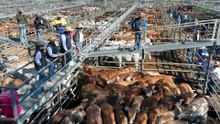 Quality crossbreds in high demand as northern sale once again strengthens