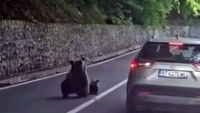 Urso ataca turista na Roménia