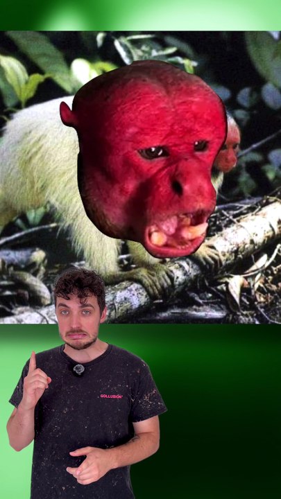 Pourquoi ce singe à le visage complètement rouge ? #singe #rouge #commentaire #animaux #nature