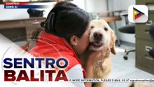 10 aso, sinasanay para maging ‘doctor dogs’ sa Davao region sa ilalim ng programa ng DSWD XI at isang NGO | ulat ni  Regine Lanuza - PTV Davao10 aso, sinasanay para maging ‘doctor dogs’ sa Davao region sa ilalim ng programa ng DSWD XI at isang NGO | ulat