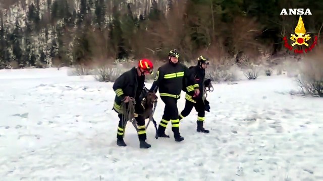 I Vigili del fuoco salvano un cervo intrappolato in un lago ghiacciato