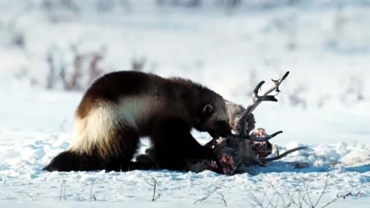 Cold @ Mammals