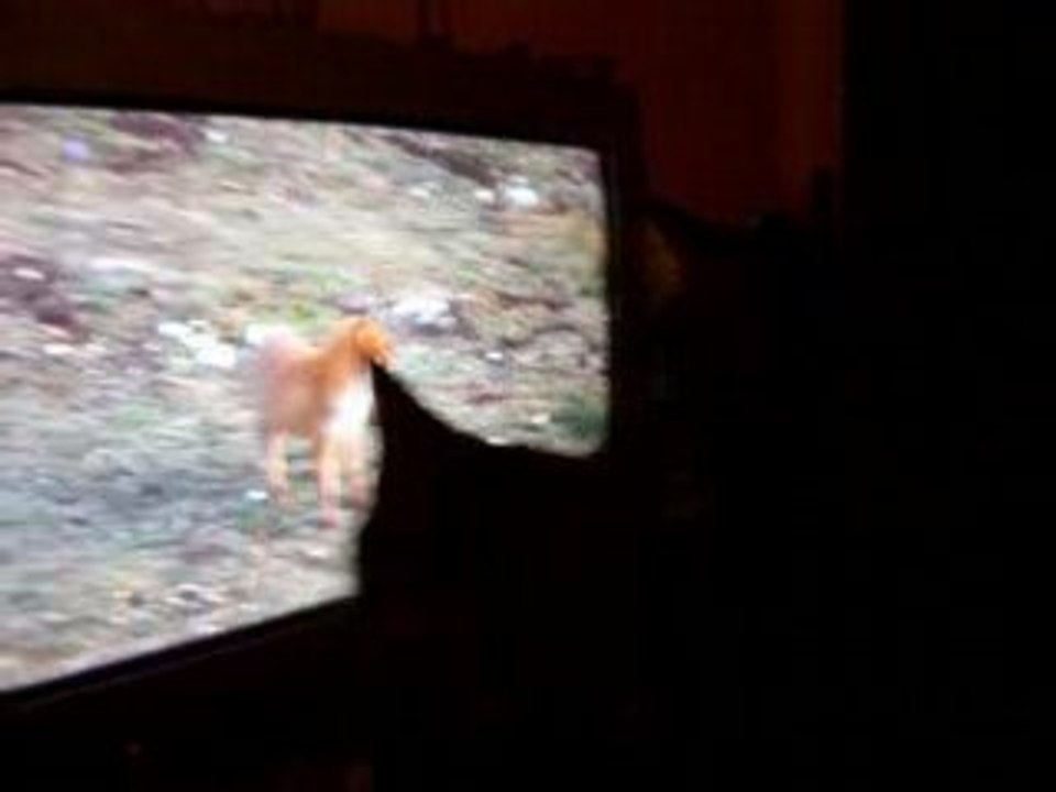 Le renard & ... les cHAts