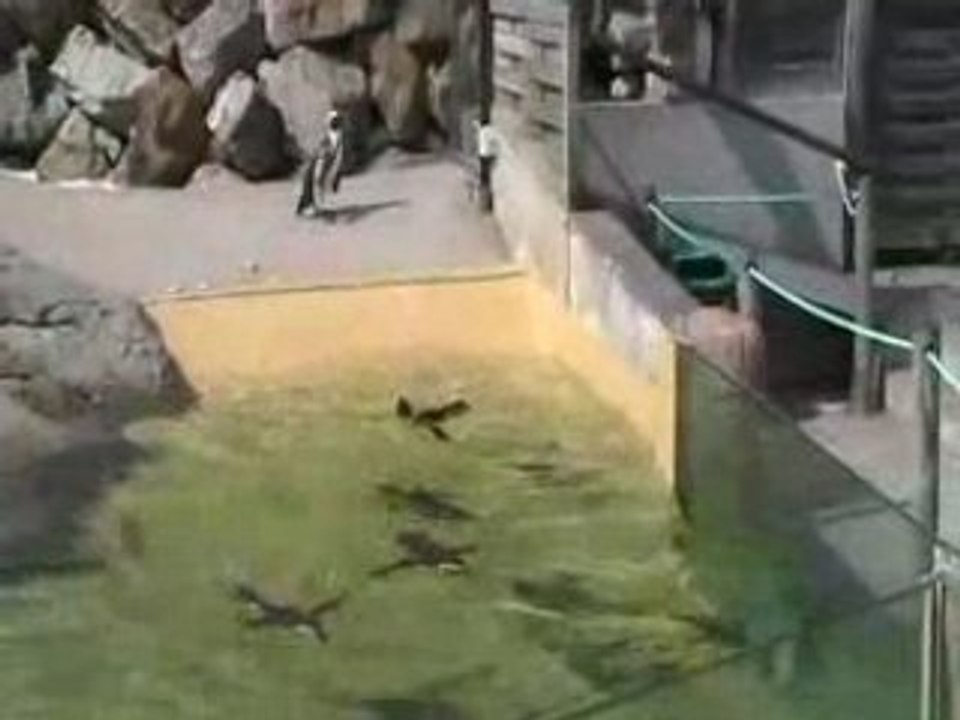 histoire de pinguin final