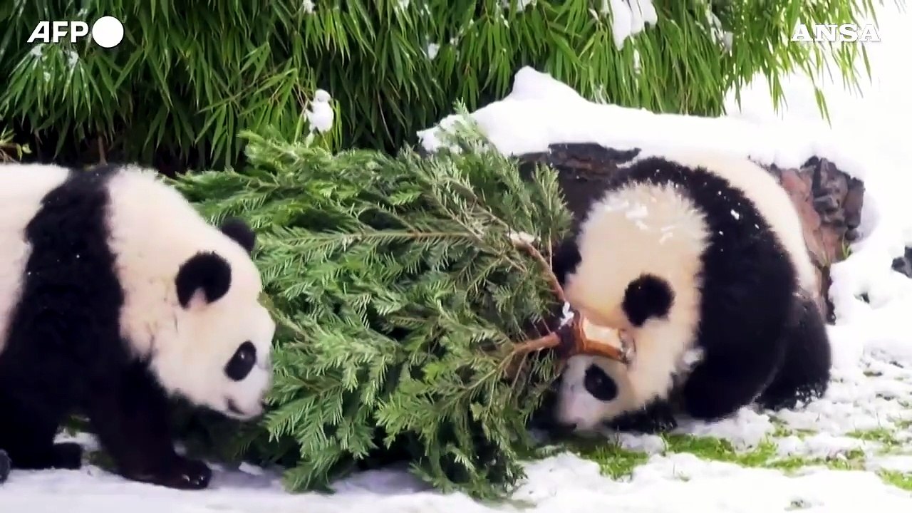 Uno spuntino di Natale per gli animali dello zoo di Berlino