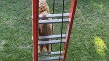 Chubby orange cat attempts ladder climb and tumbles *Funny feline mishap*