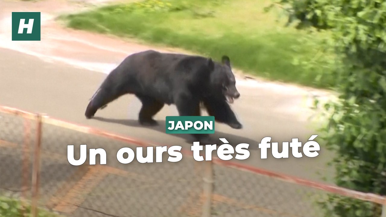 Capable "d'ouvrir une fenêtre", cet ours extrêmement intelligent échappe aux autorités japonaises
